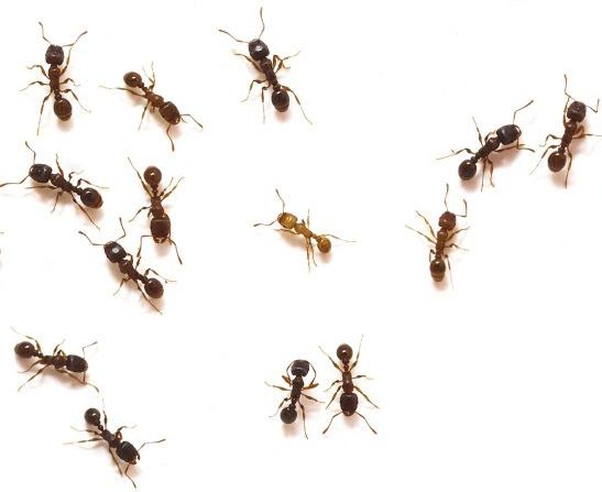 Ants