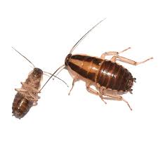 GERMAN ROACHES
