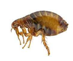 FLEAS