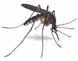 MOSQUITOES