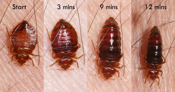 BED BUGS