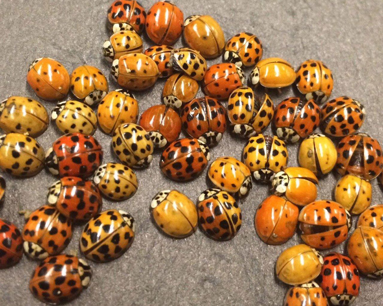 LADYBUGS