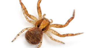 SPIDERS